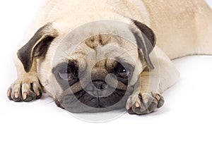 Picture of a sleepy pug on a white background
