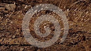 A picture of small bunny tail grass in the dert at summer