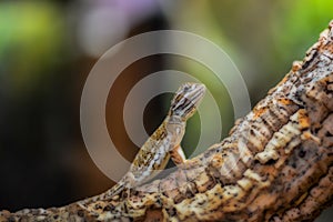 Picture of small multicolored lizard climbing tree trunk and looking cautiously if there is any danger