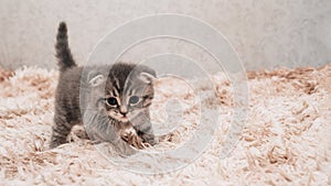 A picture of a small striped kitten playing funny and fooling around on a soft blanket.