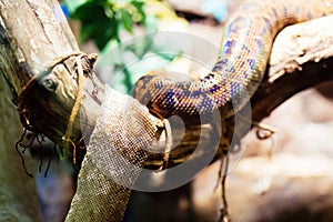 Picture of snake and its shedded skin hanging on tree photo