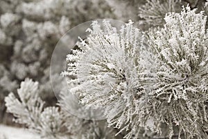 Picture of snow-covered spruce branches at daylight