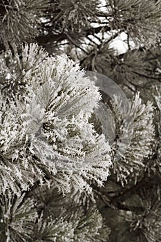 Picture of snow-covered spruce branches at daylight