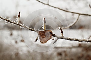 Picture of snow-covered spruce branches at daylight