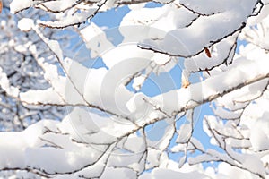 A picture with snow-covered tree branches and snowflakes on a blue sky background
