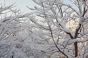 A picture with snow-covered tree branches and snowflakes on a blue sky background