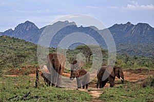 A picture of some elephants