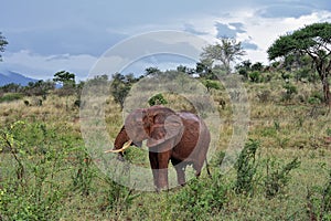 A picture of some elephants