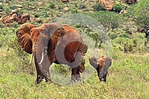 A picture of some elephants