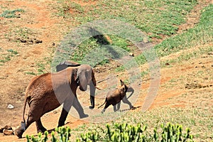 A picture of some elephants