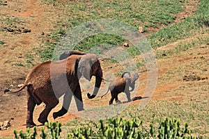 A picture of some elephants