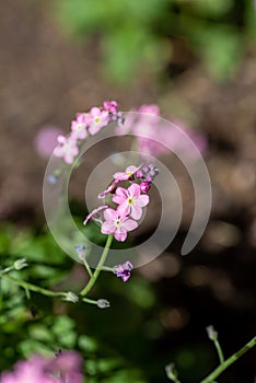 A picture of some pink Myosotis flowers.