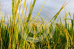 Picture of some ripe rice plants