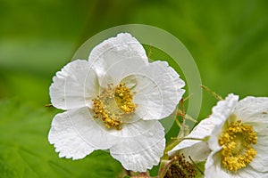 A picture of some thimbleberry blooming in the wood.