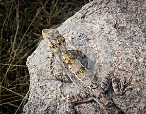 Picture of a South Indian Rock Agama Lizard on a rock