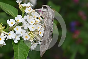 Picture of a Sphingidae, a family of moths called sphinx moths, also colloquially known as hawk moths.