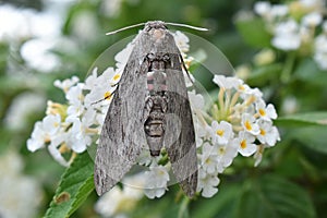 Picture of a Sphingidae, a family of moths called sphinx moths, also colloquially known as hawk moths.