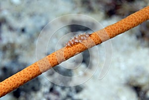 A picture of a spindle cowry