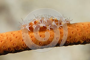 A picture of a spindle cowry