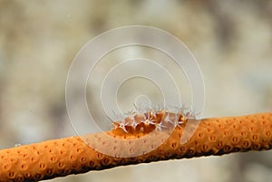 A picture of a spindle cowry