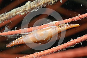 A picture of a spindle cowry