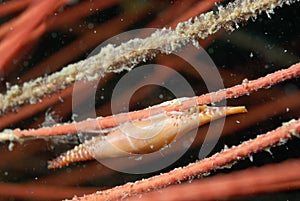 A picture of a spindle cowry