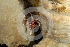 A picture of a spot fin lion fish