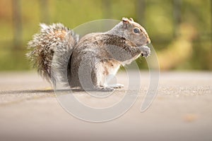 Picture of a squirrel with a nut. Feeding wild animals. Walk in a park or forest. Cute redhead mammal in the yard. Light green