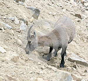 A picture of a steinbock in italian alps