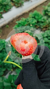 picture of strawberries directly from the garden