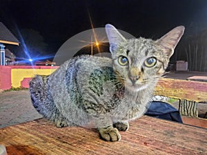 picture of a street cat being persuaded to take a photo of a very funny food bribe