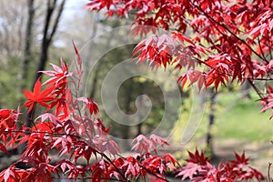 Stunning Japanese Red Maple photo