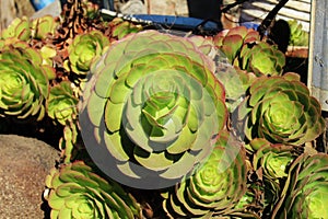 A picture of a succulent