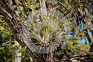 airplant nested in a tree photo