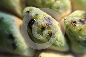 Sugar apple close up photo