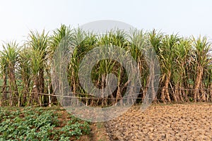 Picture of sugarcane plant growing in the lap of nature