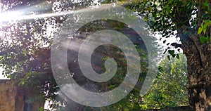 Sunlights in the tree.