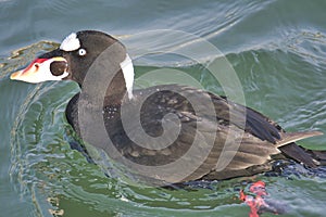 A closeup of a surf scoter swimming in the ocean.   White Rock BC Canada photo