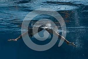 Picture of Surfing a Wave.Under Water Picture.