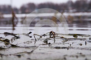 A picture of a swamp