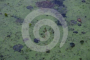 A picture of a swamp, Tina, duckweed. A tiny aquatic flowering plant that floats in large quantities on still water, often forming