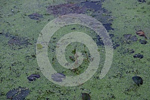 A picture of a swamp, Tina, duckweed. A tiny aquatic flowering plant that floats in large quantities on still water, often forming