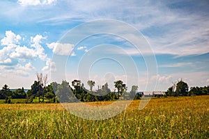 farmers field with golden growing crops