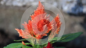 Reddish orange flowers in the garden 2 photo