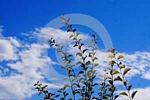 Branches against the blue sky some blurr photo