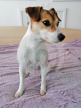 Jack russell dog 3 years old photo