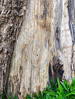 A Picture of Textured Bark of an Old Tree Surrounded by Lush Green Grass