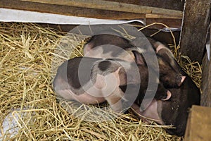 Picture There are many breeds of dwarf pigs that are now popularly raised for enjoyment.