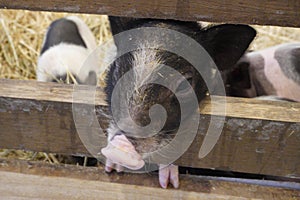 Picture There are many breeds of dwarf pigs that are now popularly raised for enjoyment.