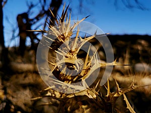 A picture of a thistle